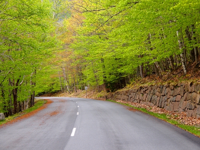 [Light green leafed trees lining both sides of the road.]